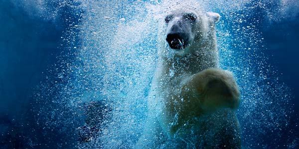 Utah’s Hogle Zoo Welcomes Polar Bears - Les Schwab