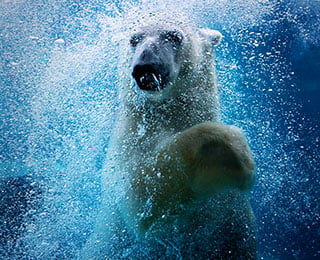 Utah’s Hogle Zoo Welcomes Polar Bears - Les Schwab